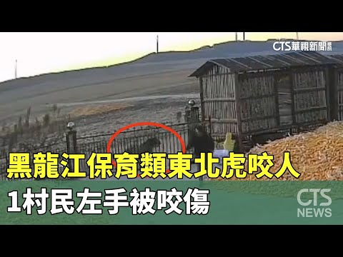 黑龍江保育類東北虎咬人　1村民左手被咬傷