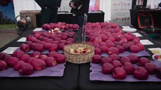 PomaExpo 2025 – Ana Chile®