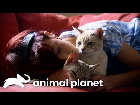 The Cutest and Most Beautiful Cat Breeds | Cats 101 | Animal Planet