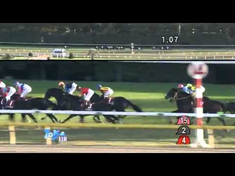 ２０１３年　ジャパンカップ　競馬速報　ルルーシュが快勝！前哨戦　アルゼンチン共和国杯