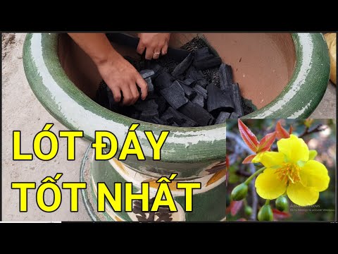 🔴 QBS22313 - CÁCH LÓT ĐÁY CHẬU TRỒNG MAI VÀNG | CHẤT TRỒNG LOẠI NÀO CHO MAI VÀNG PHÙ HỢP VÀ TỐT NHẤT