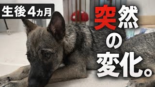 大丈夫やと思ってたのに…突然変わった保護犬