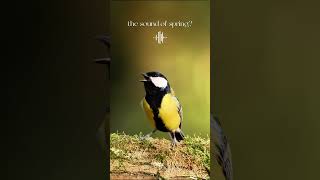 Download lagu Suara musim semi? Suara burung tit besar. #burung #fotografiburung #pengamatanburung mp3