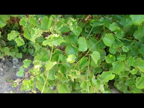 Nuevas cepas de filoxera localizadas