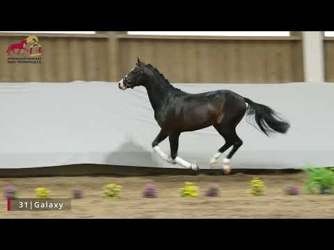 KN 31 Galaxy *2022 Hengst v. Genesis BL - Marco Polo