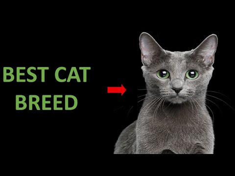 Why Russian Blue Cats Are The Best