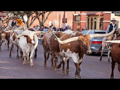 La vaca con botas vaca  vaquera A esos bueyes  si le pusieron los cuernos