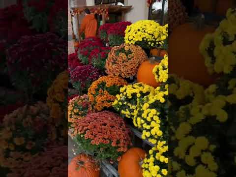 Jardin rojo #eridanialib