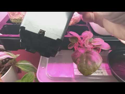 LÄTT ATT FÖRÖKA SAINTPAULIA ANDRA GÅNGEN PÅ SAMMA BLAD