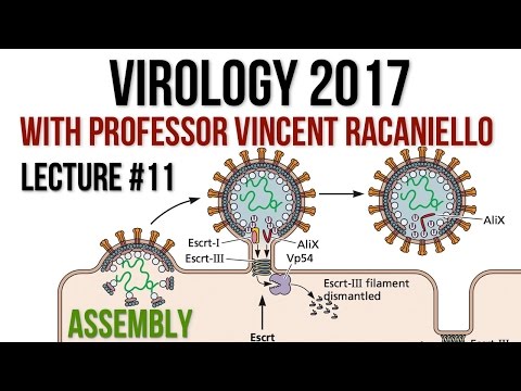 Virology Lectures 2017 #11: Assembly