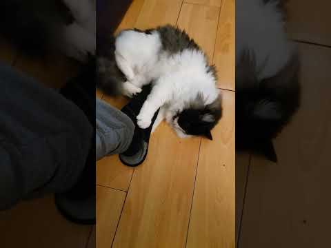 kitty rolling like a dog