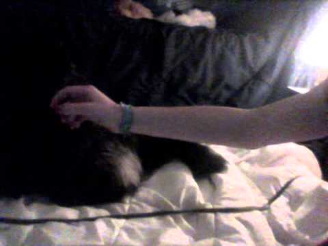 Le chat le plus cinglé!