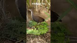 Download lagu Mikat Ruak-ruak Penghuni rawa #shorts #ruakruak #waterhen mp3 Download lagu Mikat Ruak-ruak Penghuni rawa #shorts #ruakruak #waterhen mp3