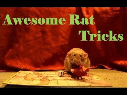 Fancy rats perform awesome Tricks (including dramatic Lion King rescue)