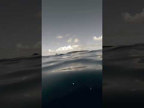 Whale sightings near Fuvahmulah