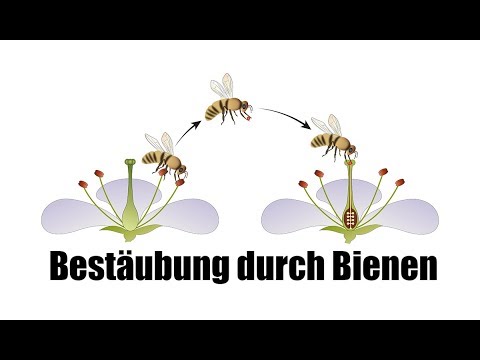 , title : 'Bestäubung durch Bienen - Einfach für Kinder erklärt!'