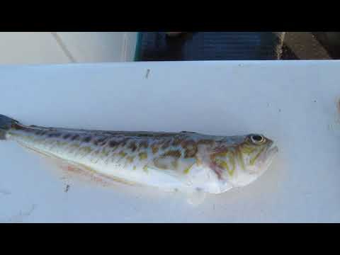 Рыба Скорпион в Лазаревском - ОПАСНО!