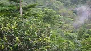 preview picture of video 'Panama: Cascada Vida Tabia 1.AVI'