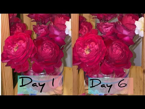 How to keep flowers fresh & growing tips? | flowers kesy tazy rakhy