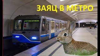 заяц в метро,молодой певец,