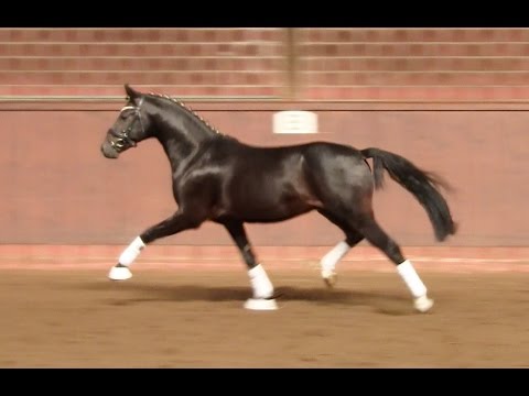 3. Ponyforum Hengsttage HIGH FIVE v. Hugo Boss - Trentino