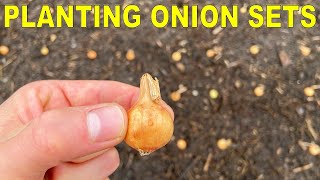 Planting Onion Bulbs: A Complete Guide From Start To Finish