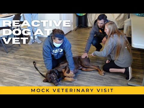 YouTube video about: How to get an aggressive dog to the vet?