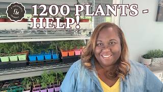 My Garden Plan for 1200 PLANTS| Summer Garden