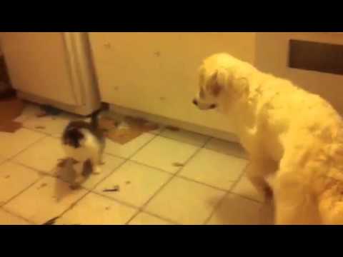 Harold fights like a fuzzy big cat!