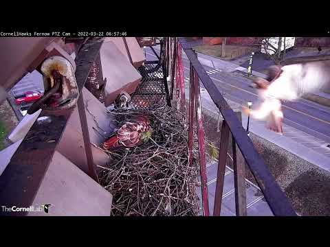 Arthur Takes Over Incubation Duties At Cornell Hawks Nest – March 22, 2022