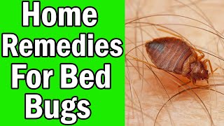 9 Home Remedies For Bed Bugs That Work Fast