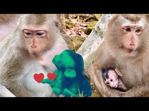 Trying to save baby monkey Astro from his own great grandma Bonita