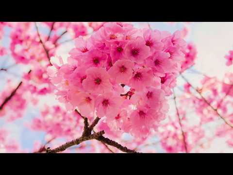 Cornelia Andreika - O, Domnul Meu