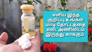Tip to get rid of RATS and SQUIRRELS in the garden in Tamil