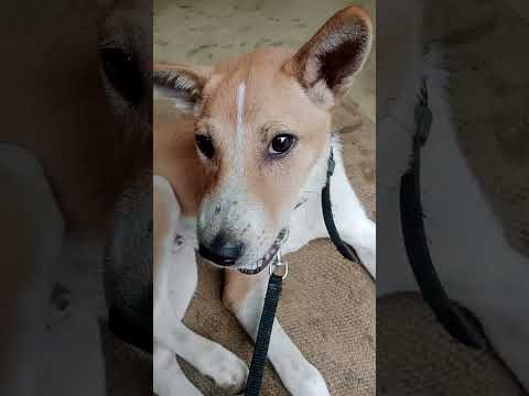 dog 🐕 #dogs #shree #like