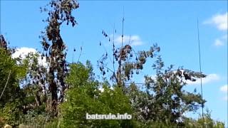preview picture of video 'Megabat (flying-fox) Boonah Queensland AU 19/02/2014 BEFORE THE DISPERSAL p4'