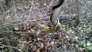 preview picture of video 'Mean Snake found he bit me ,Griffith Indiana'