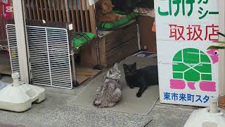 仕事に疲れたソルジャーは温泉に入りリフレッシュします　　　湯之元温泉　打込み湯