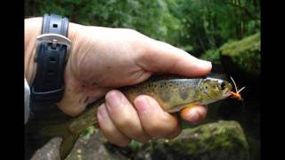 Reos en el río Mandeo