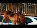 Y Celeb X Chanda X Goddy Zambia Careful
