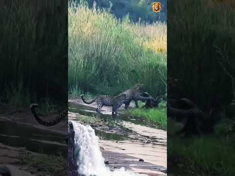 Three leopards vs one honey badger! #wildlife #shorts credit by :@andbeyondtravel