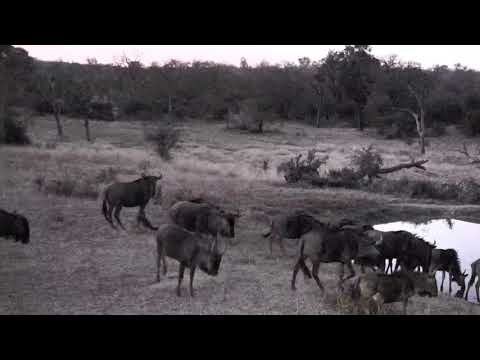 Djuma: Wildebeest herd - 17:39 - 06/25/18