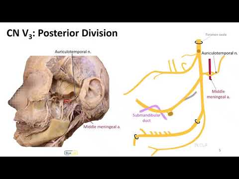 Mastication LO - Mandibular Nerve