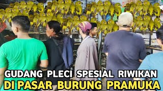 Download lagu PLECI WAREHOUSE!!! PRICE OF SELECTED MALE RIWIKAN PLECI AT THE PRAMUKA BIRD MARKET, KIOSK KING OF... mp3
