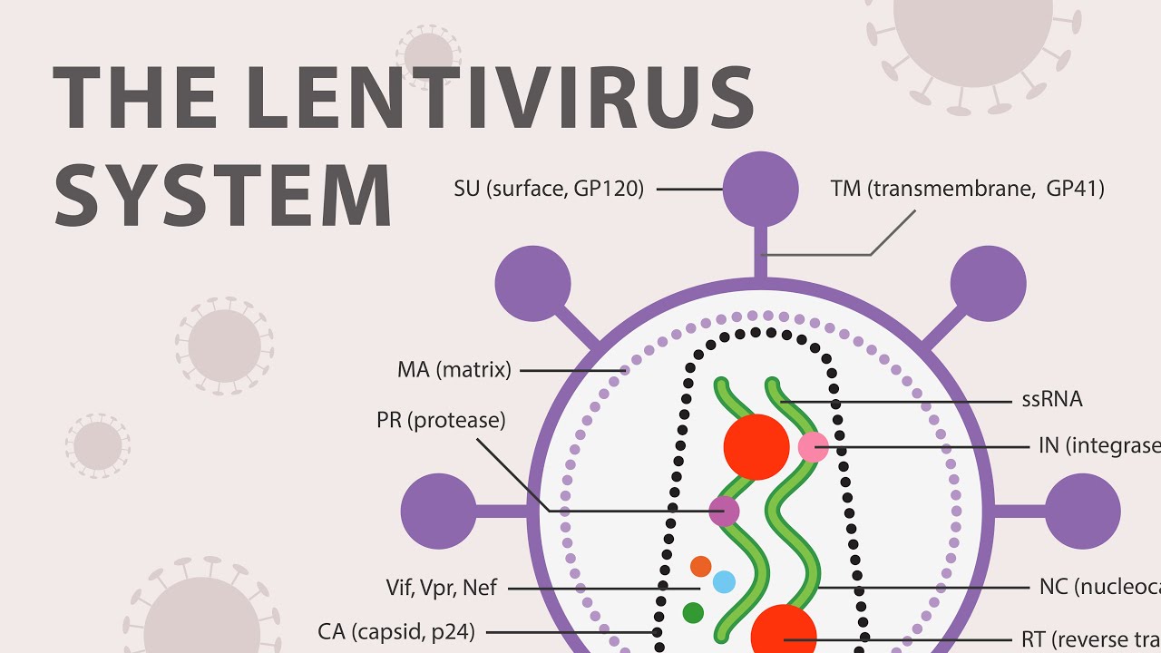 The Basics of the Recombinant Lentivirus System