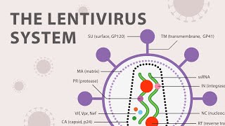 The Basics of the Recombinant Lentivirus System