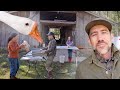 Family Goose Harvest Fall Has Arrived On The Homestead VLOG