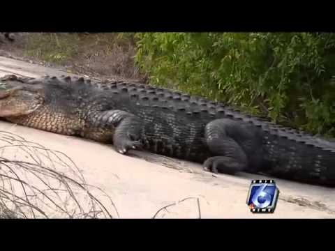 Alligator found on US Highway 188