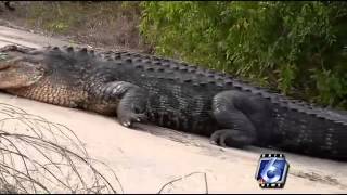 Alligator found on US Highway 188