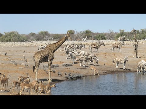 Namibia #2 Etosha, il regno degli animali